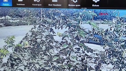 Yola çıkan köpek, kazaya neden oldu; 3 yaralı