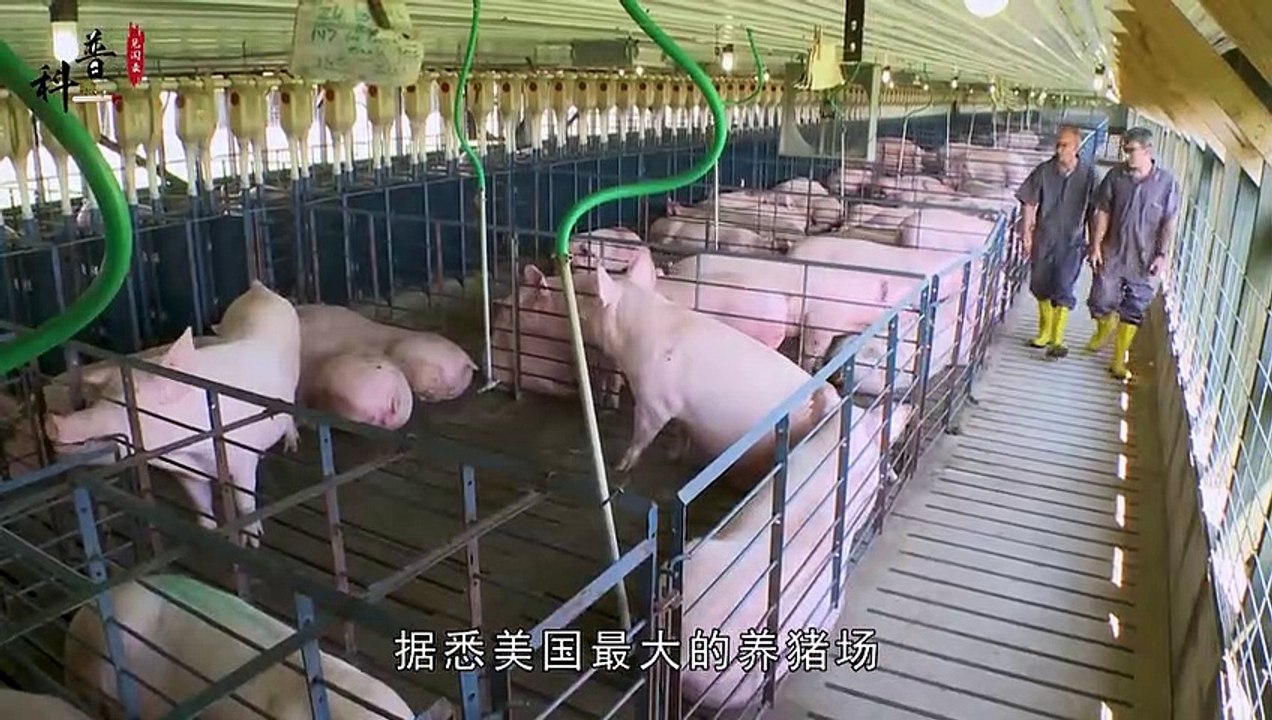 Chăn nuôi theo hướng công nghiệp hiện đại