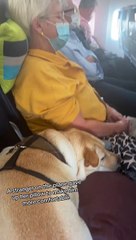 "El mejor amigo de todos": Perrito viajando en un avión con una pasajera conmueve las redes sociales