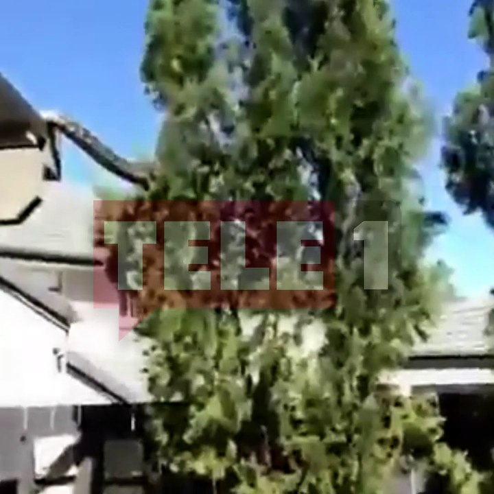 Korkutan görüntü! 5 metrelik piton evin çatısından ağaçlara geçti