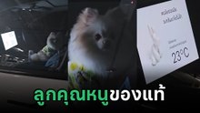ฮาว ทู ทิ้งหมาในรถยังไงให้ไม่ดราม่า แถมดูแพงเว่อร์ อิจฉาหมาเลย !