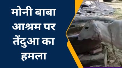 आगरा: मोनी बाबा आश्रम पर तेंदुआ ने बोला हमला, संतों ने मौजूद गायों की बचाई जान