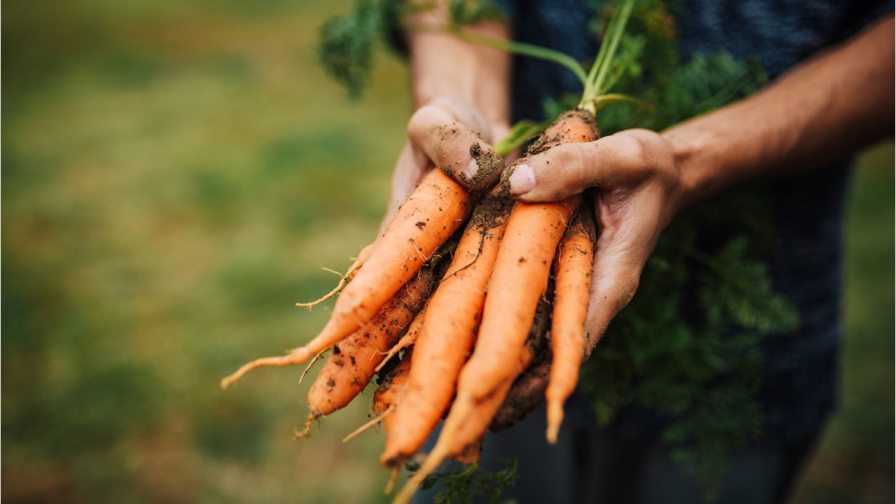 So wachsen karotten gerade und dick