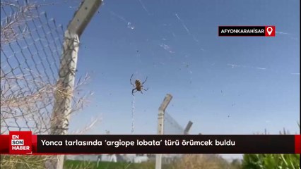 Yonca tarlasında ‘argiope lobata’ türü örümcek buldu