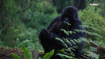 Baramwenyuye __ Abasaga 4000 babonye akazi mu kubaka no gutegura ahazabera #KwitaIzina23 mu Kinigi