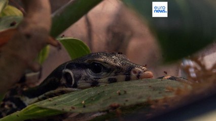 Extraen una lombriz viva de ocho centímetros y solo común en pitones de un cerebro humano