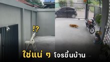 เจ้าของบ้านเอะใจขโมยขึ้นบ้านแต่หมาไม่เห่า พอเช็กกล้องเท่านั้น... แหม่