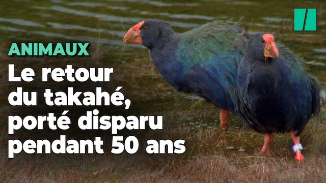 Cet oiseau que l’on croyait éteint finalement réintroduit en Nouvelle-Zélande