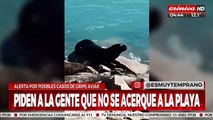 Alerta por posibles casos de gripe aviar en Mar del Plata