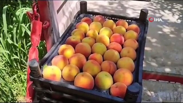 La récolte des pêches a commencé à Denizli Çivril