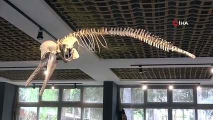 Ouverture du musée des créatures marines à Mersin