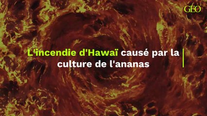 L'incendie dévastateur d'Hawaï causé par l'ananas