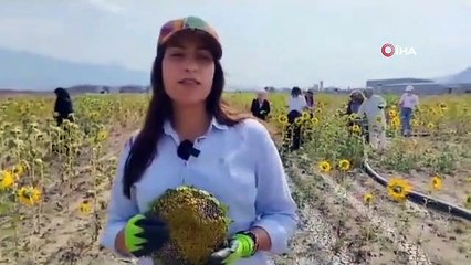 Kadın Üretim Kooperatifi'nin ilk ürünü olan ayçiçekleri toplandı