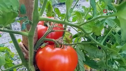 Karabük'te 'Ata Tohumu'yla ekildi, hasat edildi: Sofraların vazgeçilmez lezzetleri arasında!