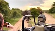 30 Times African Safari Trips Went Horribly Wrong