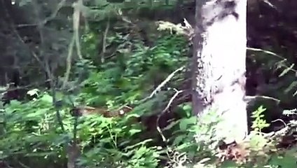 30 Scariest Mountain Lion Encounters of the Year