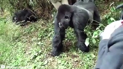 30 Scariest Animal Encounters of The Year (2)