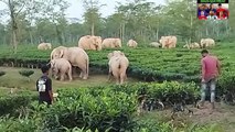 Wild Elephants attacked on people