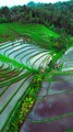 Belimbing Rice Terraces