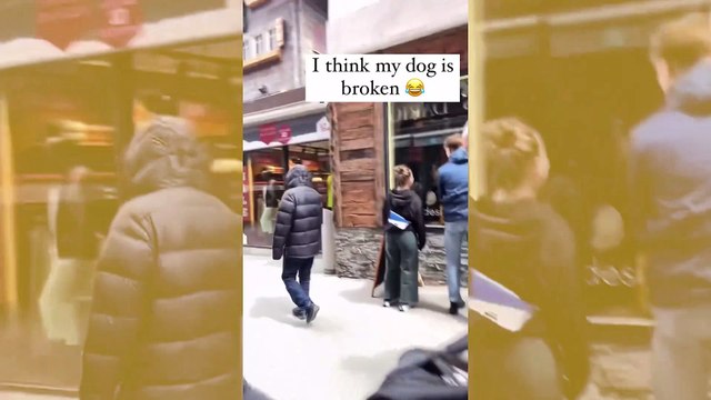 Vídeo hilário: esses devem ser os sons mais bizarros emitidos por um cão