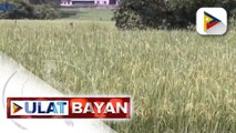 Mga nagtitinda at mamimili, kanya-kanya ng paraan ng pagtitipid dahil sa presyo ng bigas