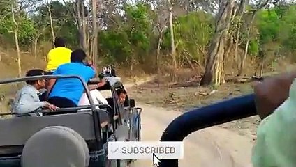 6 Tiger Encounters You Shouldn't Click On