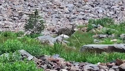 4 Wolf Encounters Way Too Scary To Handle