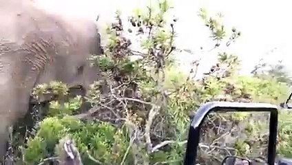 4 Elephant Encounters You Will Regret Watching