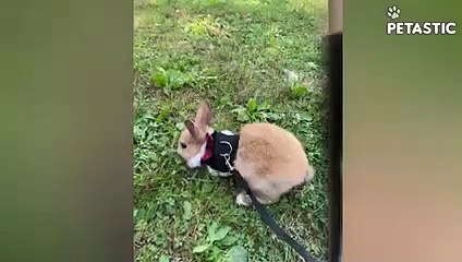 Side-Splitting Moments of Hilarious Animals A Comedy Compilation   PETASTIC