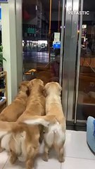 woman receives an adorable welcome from her loving pets   PETASTIC