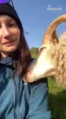 Woman gets a 'kick' out of ignoring attention-starved pet sheep   PETASTIC