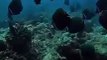 Awe-striking underwater glimpses of Manta and Eagle Rays   PETASTIC