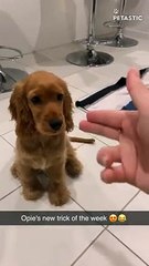 Hilarious Dog's Theatrical Response to Finger Gun 'Shot   PETASTIC