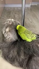 Charming Pet Duo Cat and Parrot Enjoy Home Relaxation   PETASTIC