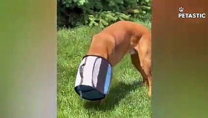 Funny Animals Compilation Prepare to Burst into Laughter   PETASTIC