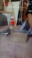 Feisty Cockatiel Stands Its Ground Yells at Housemaid for Food   PETASTIC