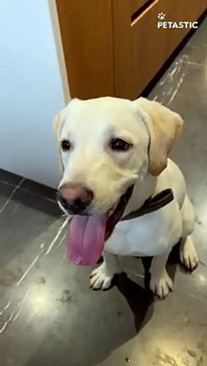 Dog's Determination to Bark Quietly Speaks Volumes of Intelligence!   PETASTIC