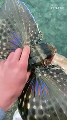Supersonic Camouflage Gorgeous Butterfly Fish Leaves Filmmaker in Awe!   PETASTIC