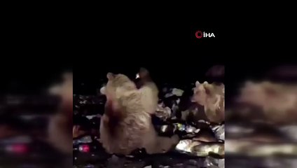 Boz ayının içecek keyfi kamerada