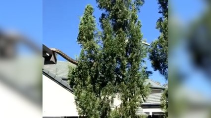 Ce python de 5 mètres s'incruste dans le jardin de cette famille australienne