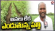 Cotton Crop Drying Up Due To Lack Of Rains In Medak _ V6 News