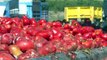 Miles de kilos de tomates preparados para la Tomatina de Buñol (Valencia)