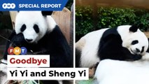 Zoo Negara bids farewell to panda cubs Yi Yi, Sheng Yi