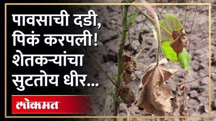 जळगाव जिल्ह्यात दुष्काळ सदृश्य परिस्थिती निर्माण झालीय