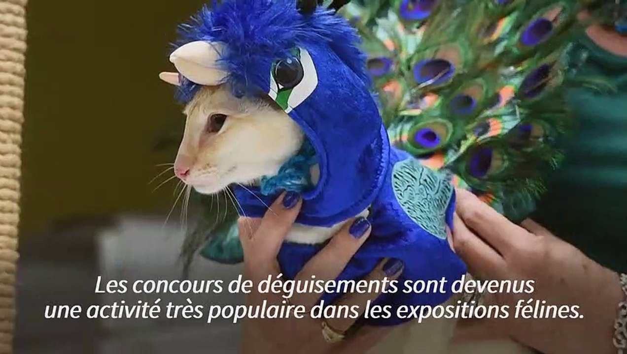 Dans le Massachusetts, un concours de déguisements pour maîtres et chats
