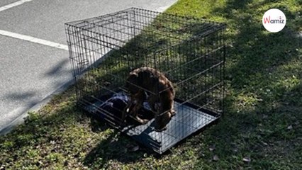 Dans sa cage au bord de la route, ce chien n’espère qu’une chose : que quelqu’un s’arrête