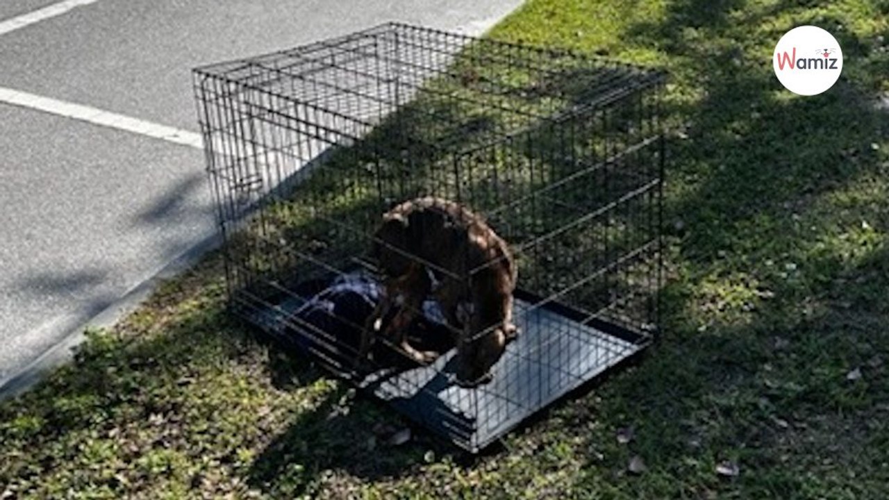 Dans sa cage au bord de la route, ce chien n’espère qu’une chose : que quelqu’un s’arrête