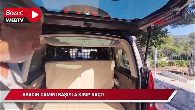 Kısırlaştırılmaya götürülen kedi, aracın camını başıyla kırıp kaçtı