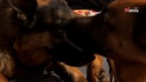 Un Berger allemand réconforte un chien avec des lésions cérébrales : 200k de personnes ont les larmes aux yeux
