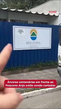 Árvores centenárias em frente ao Pequeno Anjo estão sendo cortadas